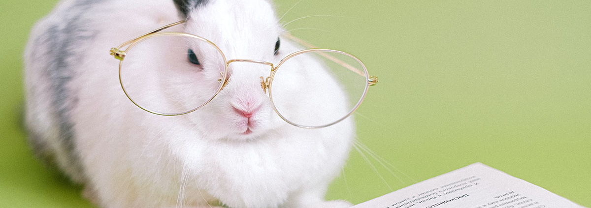 Ein Kaninchen mit Lesebrille und einem Buch - Makler werden