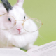 Ein Kaninchen mit Lesebrille und einem Buch - Makler werden