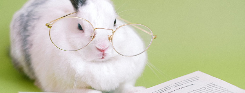 Ein Kaninchen mit Lesebrille und einem Buch - Makler werden